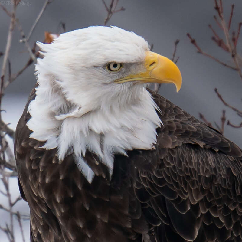 Bald eagle