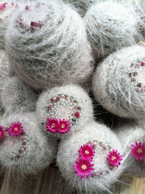Mammillaria hahniana (but see the comments for discussion on the taxonomy).

My acknowledgments to Dr. Ed Leuck at Centenary College of Louisiana, whom these specimens belong to.