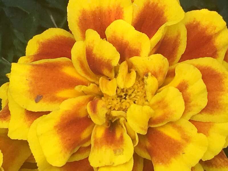 Marigold