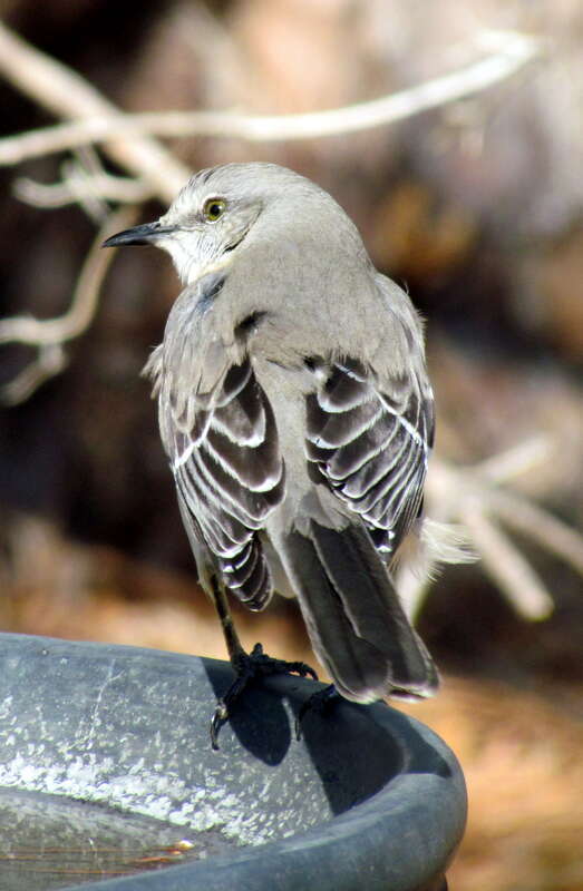 A Northern Mockingbird in Krendle Woods, Cary, North Carolina, USA.