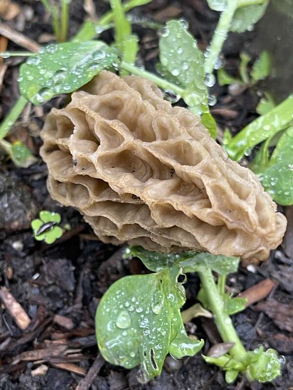 Woodchip Morel (Morchella rufobrunnea)