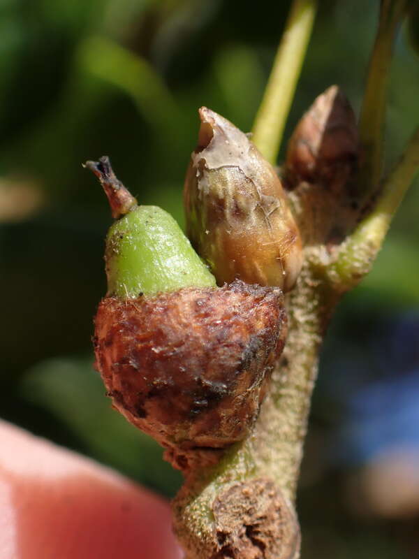 Photo of Mottled Acorn Gall Wasp uploaded from iNaturalist.