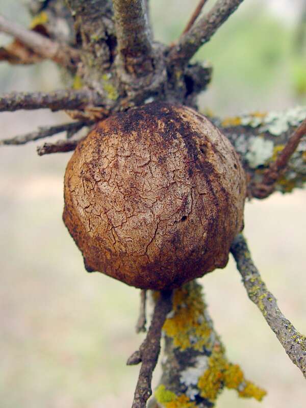 Oak Gall induced by a cynipid wasp (Andricus quercuscalifornicus) Edgewood Park and Natural Preserve, Redwood City, CA _________________ Reference: Field Guide to PLANT GALLS of California and Other Western States by Ron Russo- ISBN 978-0-520-24886-1