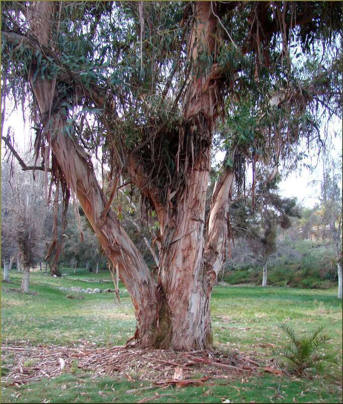 (1 in a multiple picture set)
This old tree is losing its bark, but still looks quite handsome to me.