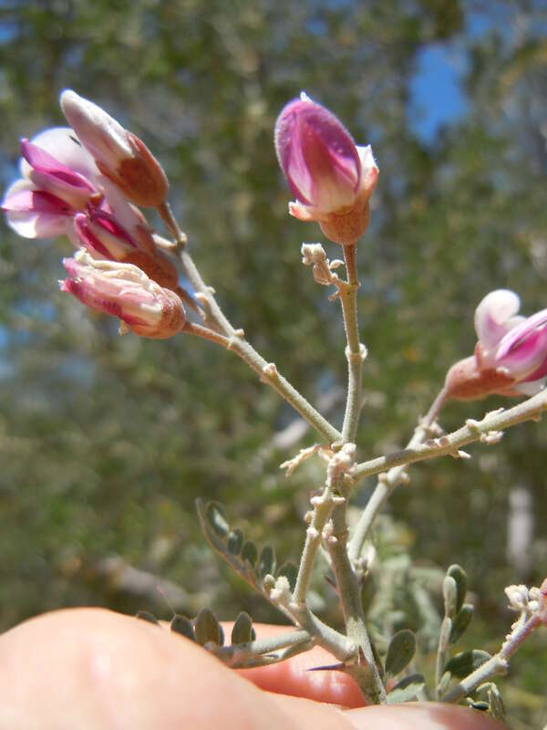 The flowers with whitish purplish petals are produced on short rachises that are congested into panicles at branch ends. These panicles do not terminate the stem growth. The triangular calyx lobes and hairy surfaces of the petals (back sides of