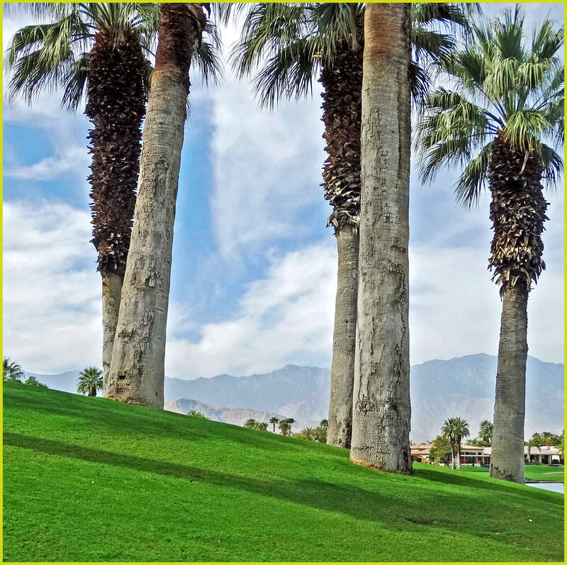 (1 in a multiple picture set)
The desert air, green grass, palms, and the San Jacinto Mountains behind.  Paradise!