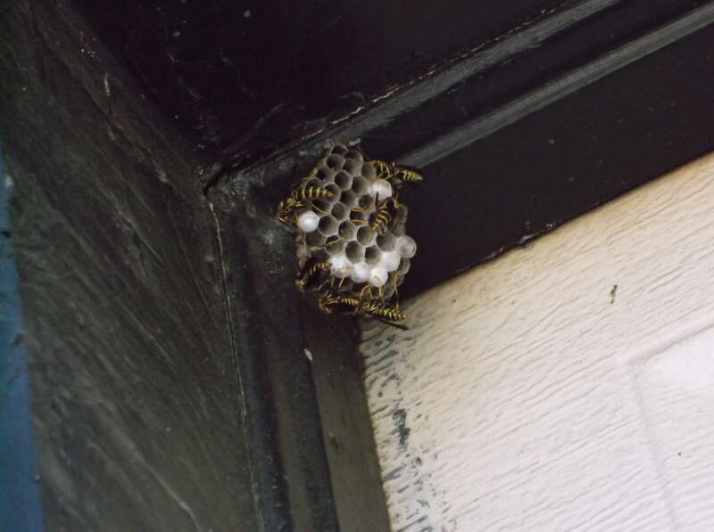 Paper Wasp nest in Central Texas