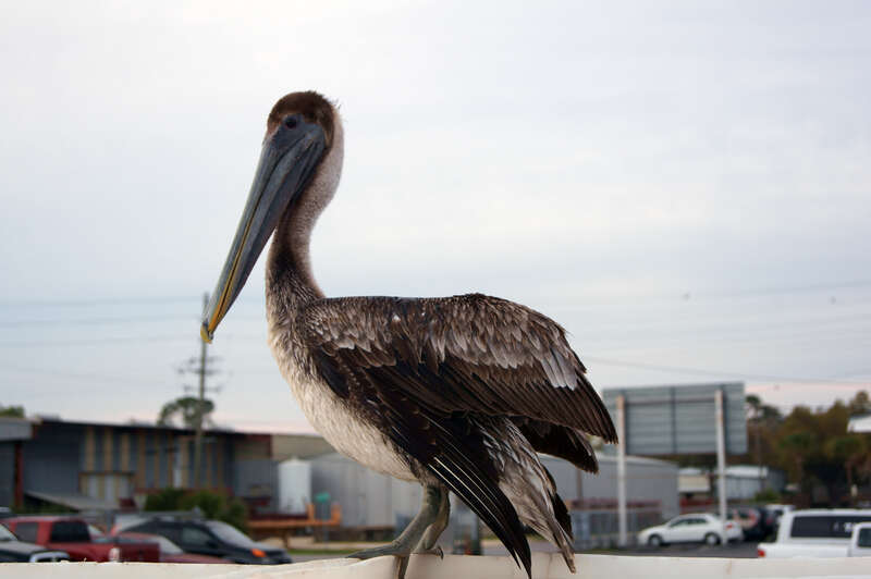 500px provided description: While visiting a fish market in Pensacola, Florida; I found this pelican standing on a dumpster. I wish I could have taken it home!  [#fresh ,#animals ,#fish ,#florida ,#cool ,#parking ,#parking lot ,#sony a55 ,#dumpster