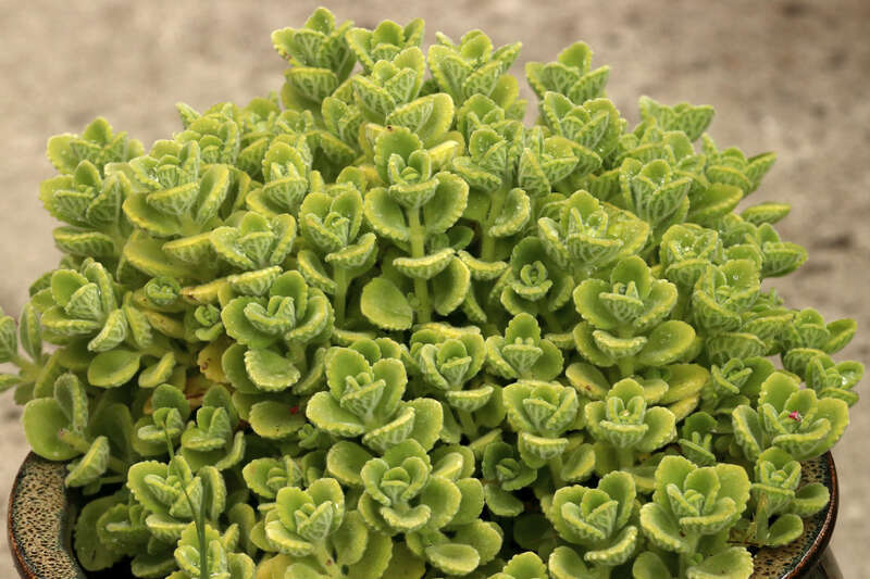 Picture of Plectranthus.