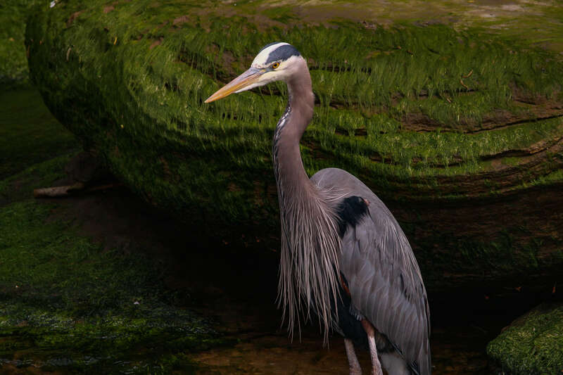 500px provided description: The Great Blue Heron,  or present day dinosaur? [#beauty ,#birds ,#water ,#bird ,#blue ,#animals ,#summer ,#beautiful ,#animal ,#white ,#green ,#heron ,#wildlife ,#wild ,#predator ,#hunting ,#waterfowl ,#evolution