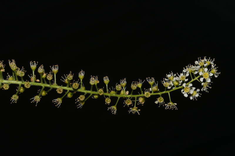 Inflorescence of Prunus alabamensis (Alabama cherry)