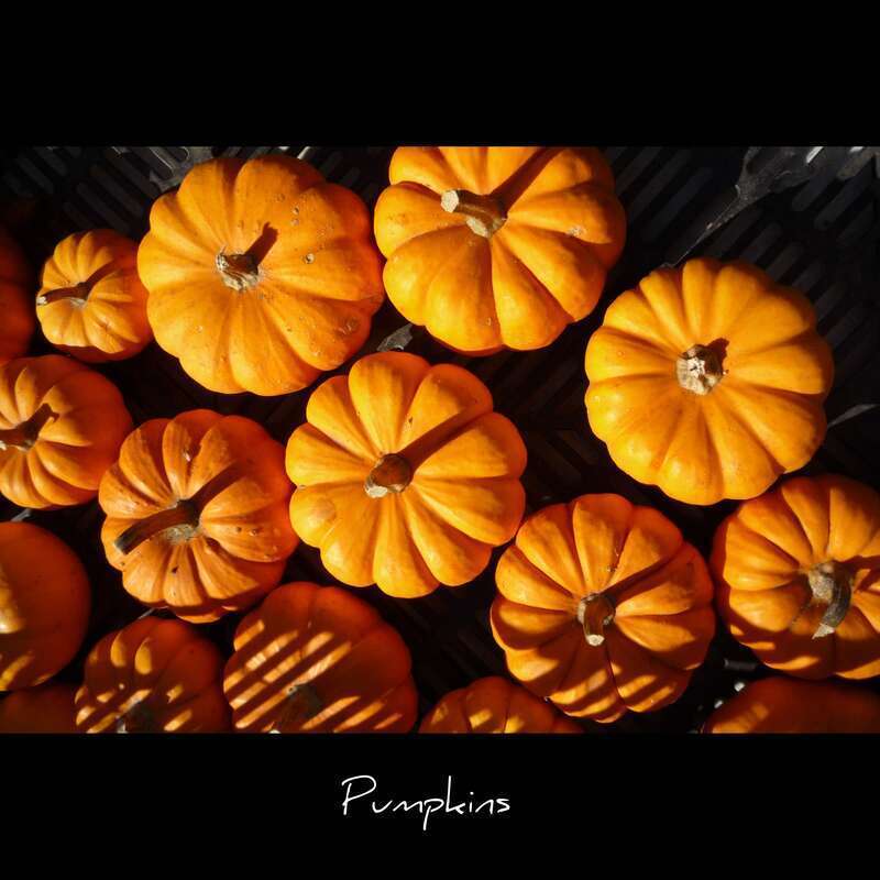 Some mini-pumpkins shot from above at the Wilkes-Barre farmer's market. As winter draws near, the light is low in the sky even during the middle of the day, when this scene was shot.
Details: Handheld, Lumix LZ-10, SOOC
