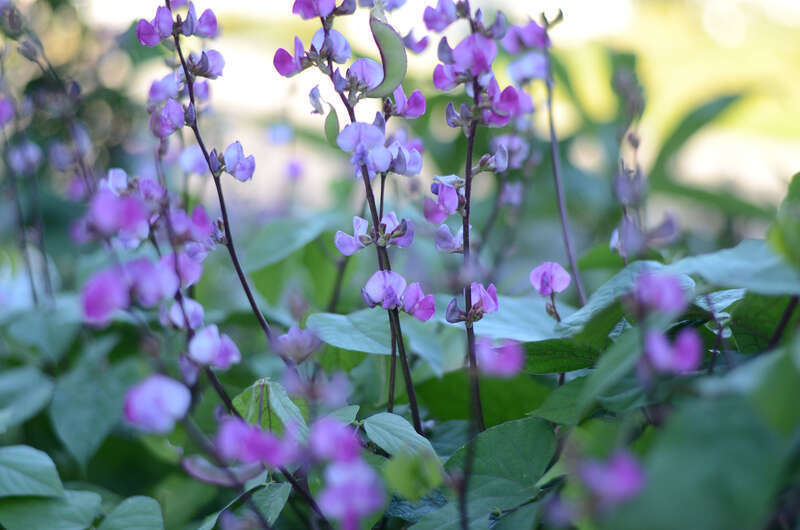500px provided description: Nikon D7000, 50 mm f1.8G [#Daylight ,#Afternoon ,#Purple Bean Flower California Summer Healthy Food Easy Grow Drought Resistance]