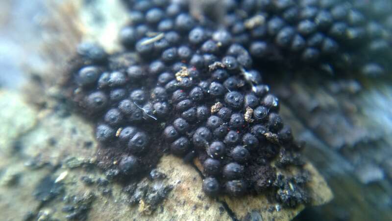 Rosellinia corticium