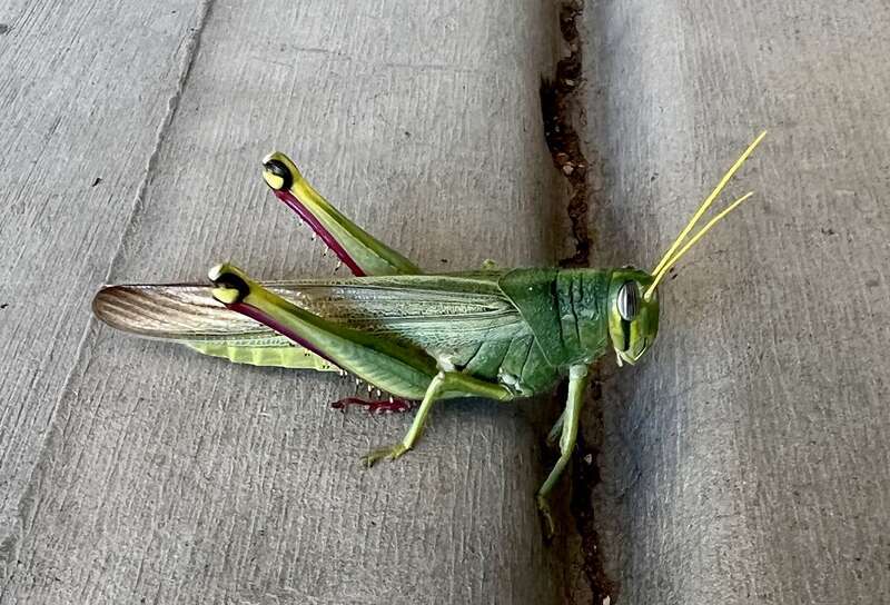 Green Bird Grasshopper (Schistocerca shoshone)