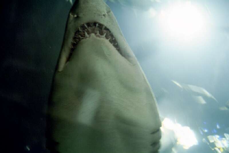Shark Attack