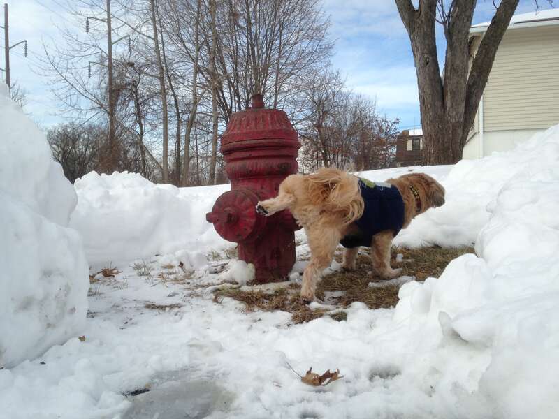 A Shih Tzu lifting his leg and urinating on a fire hydrant