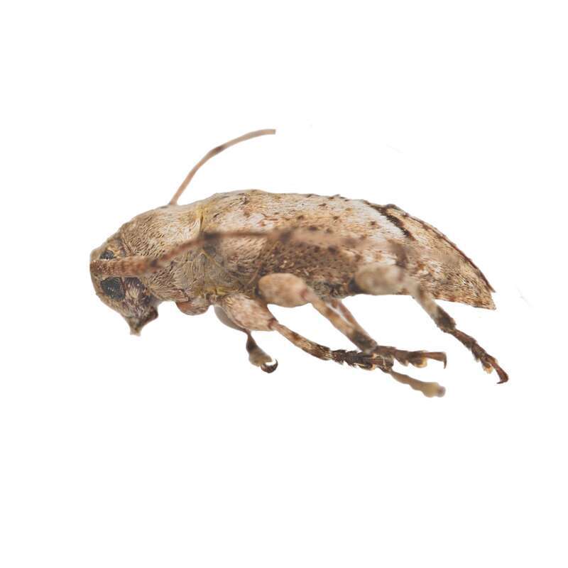 Sternidius mimeticus