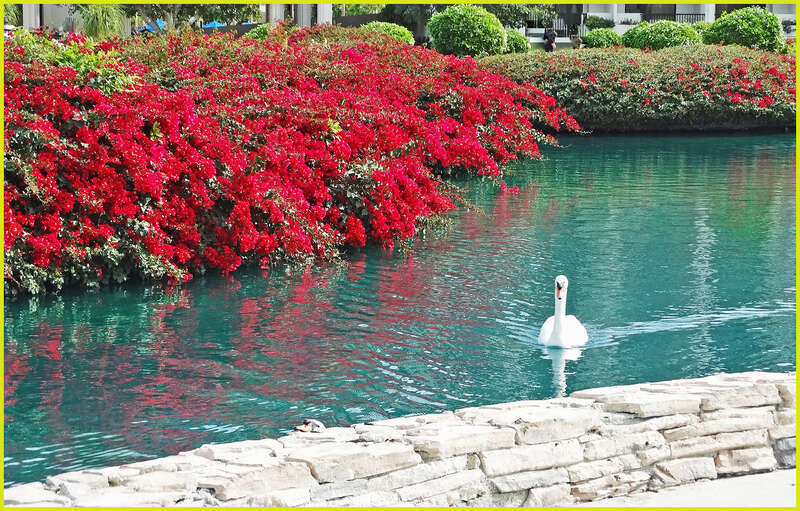 (1 in a multiple picture set)
This pretty bird swam across the canal to meet me, and then followed me along as I strolled on the pathway next to the water.  I realized after awhile that he was looking for a handout, but I had nothing to give him.