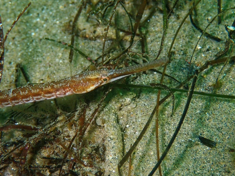 kelp pipefish (Syngnathus californiensis)