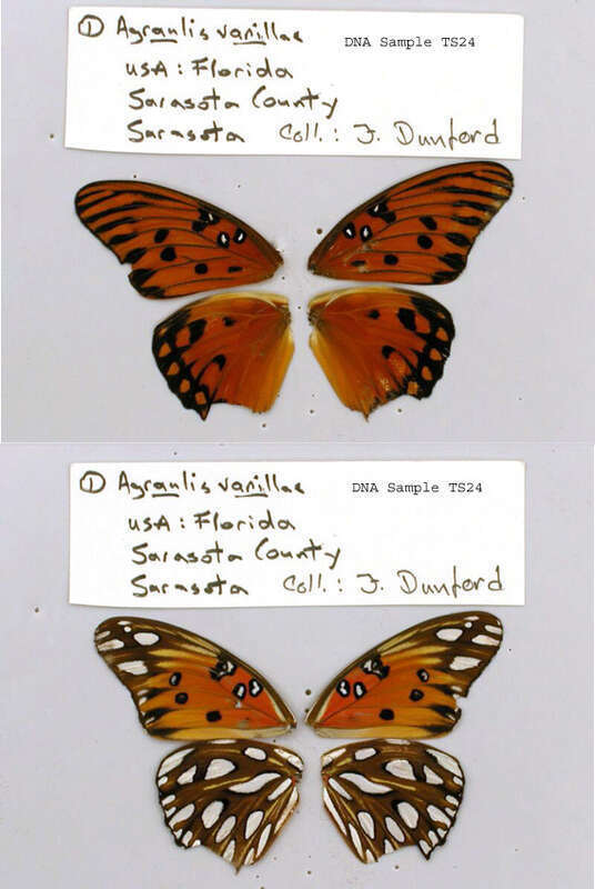 UNITED STATES OF AMERICA.  FL, Sarasota Co.,  ISE 2006,   &amp;lt;a href=&quot;http://nymphalidae.utu.fi/story.php?code=TS-24&quot; rel=&quot;nofollow&quot;&amp;gt;see in our database&amp;lt;/a&amp;gt;