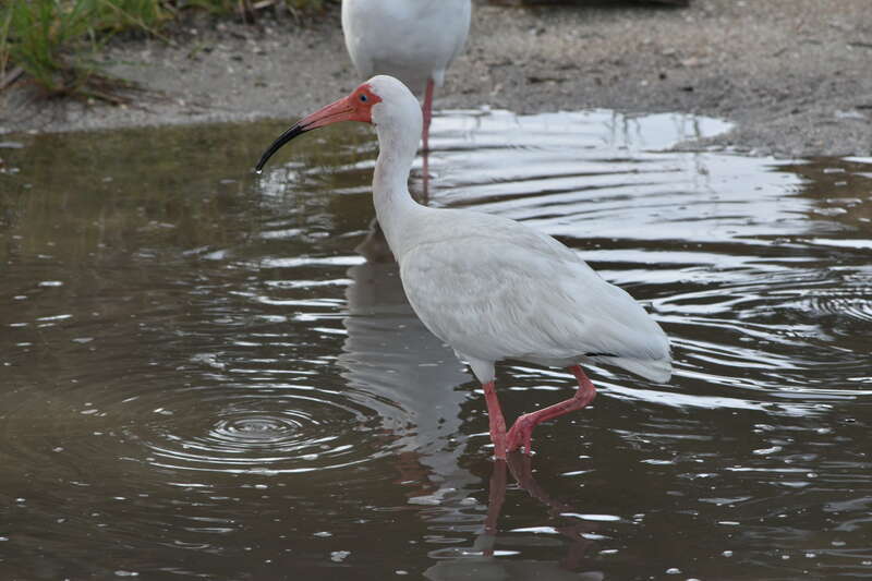 The American White Ibis in Titusville, Florida