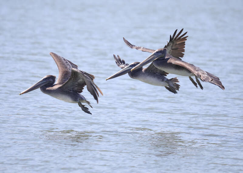 This time I found some brown pelicans fishing on San Pablo Bay at China Camp.