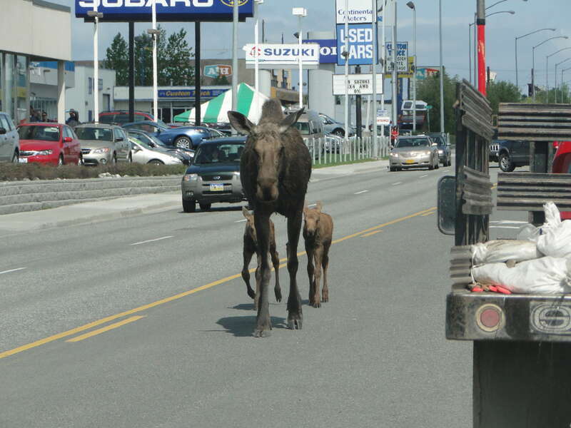 A young mother moose and her twins take a stroll through Anchorage traffic