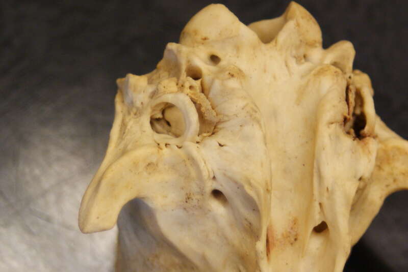 Sloths have really weird ears. Both megalonychids (two-toed sloths) and bradypodids (three-toed sloths), have 'ear' bones (not necessarily the three classical middle ear bones, the malleus, incus, and stapes, but more so the petrosals and the bullae)