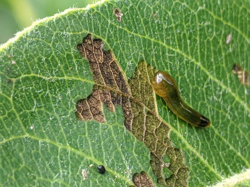 Up Close View of a Pear Slug (Caliroa cerasi) Larva on a Pear Tree