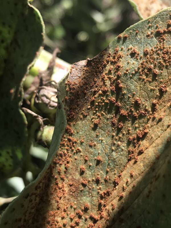 Uromyces viciae-fabae ex Vicia faba