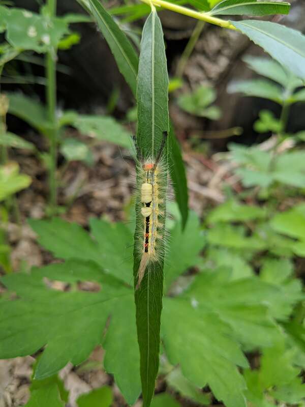 White-Marked Tussock Moth on a willow tree in Iowa
