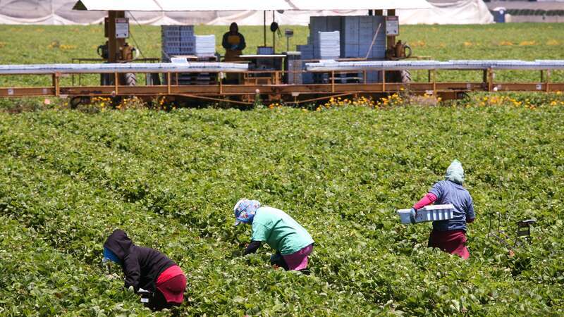 Working the Field, Oxnard California