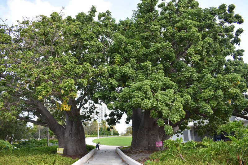 Young Circle Park in Hollywood, Florida, was designed by George Schmidt in 1921. The 10-acre park originally was named Harding Circle to honor President Warren Harding, a visitor in the area at the time. After 1934 the park was renamed to honor