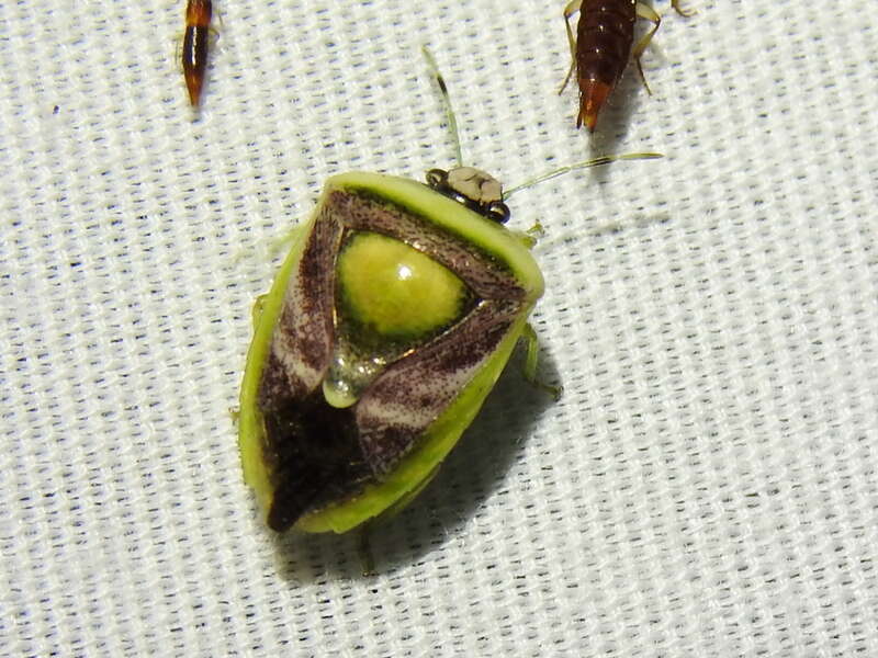 Kermana imbuta (Texas, USA)