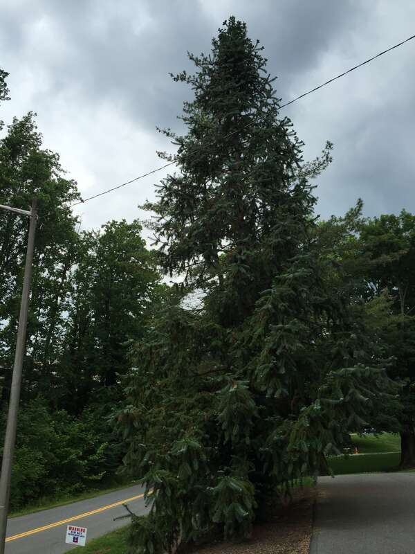 China-fir along Copeley Road (Virginia State Route 302) near Seymour Road at the University of Virginia in Albemarle County, Virginia
