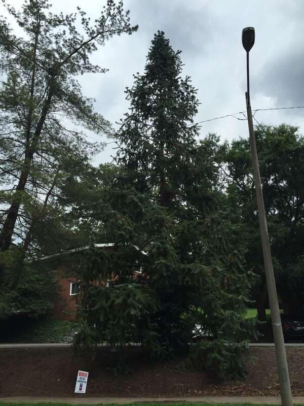 China-fir along Copeley Road (Virginia State Route 302) near Seymour Road at the University of Virginia in Albemarle County, Virginia