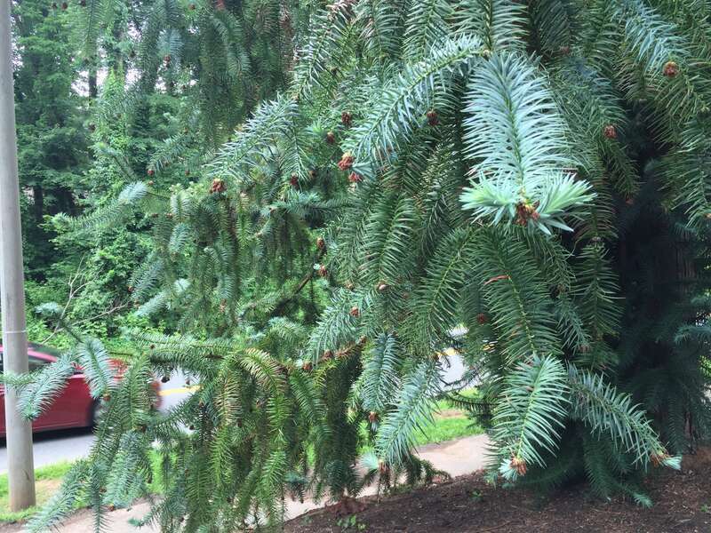 China-fir boughs and foliage along Copeley Road (Virginia State Route 302) near Seymour Road at the University of Virginia in Albemarle County, Virginia