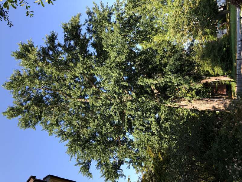 Large Ginkgo along Kings Highway at Pennsylvania Avenue in Dover, Kent County, Delaware