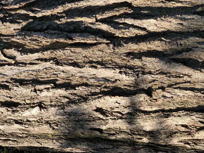 Bark on a large Ginkgo along Kings Highway at Pennsylvania Avenue in Dover, Kent County, Delaware