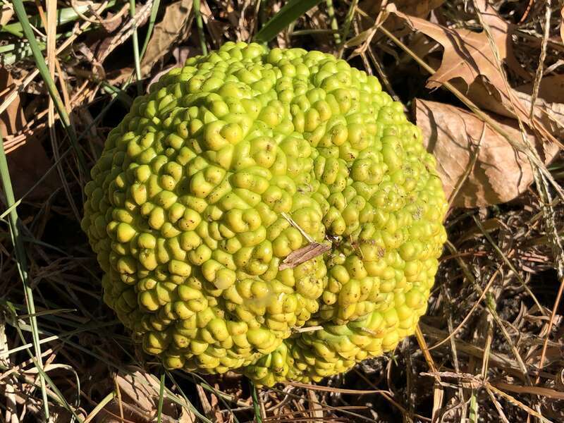 Osage orange fruit on the ground along County Route 518 (Lambertville-Hopewell Road) in East Amwell Township, Hunterdon County, New Jersey
