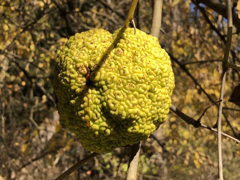 Osage orange fruit still attached to a branch along County Route 518 (Lambertville-Hopewell Road) in East Amwell Township, Hunterdon County, New Jersey