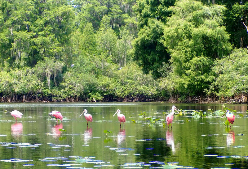 Roseate Spoonbills on the Hillsborough River just outside of Tampa