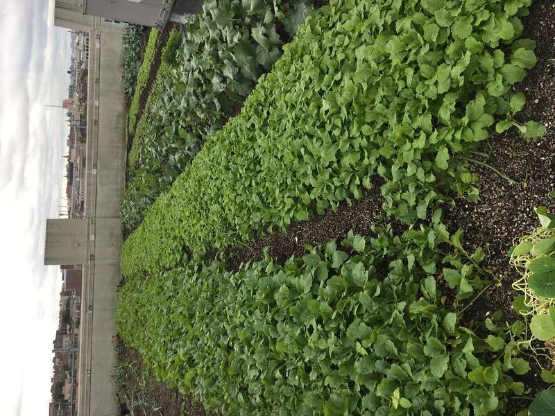 Site: Brooklyn Grange Rooftop Farm - LIC
