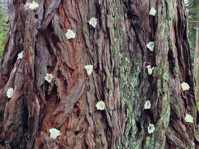 Redwood trunk decorated with fallen Rhododendron flowers.