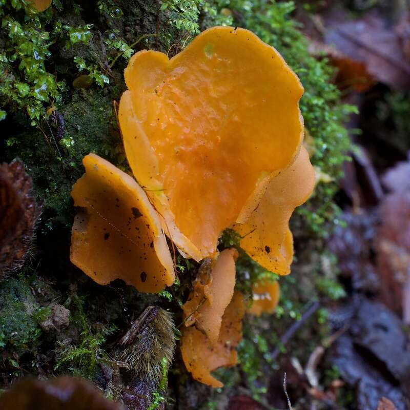 orange peel fungus (Aleuria aurantia)