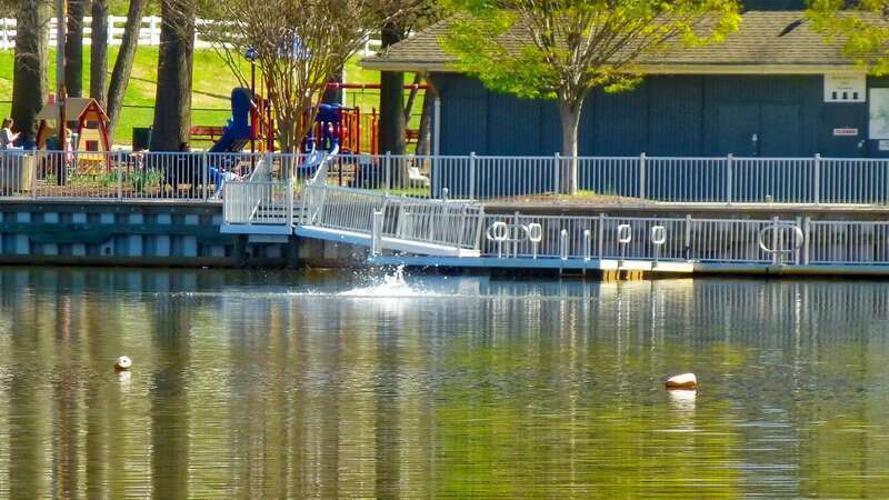 Red-tailed Hawk diving to catch a fish