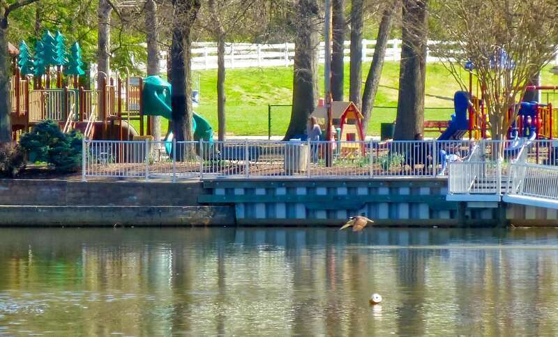Red-tailed Hawk diving to catch a fish. It missed.
