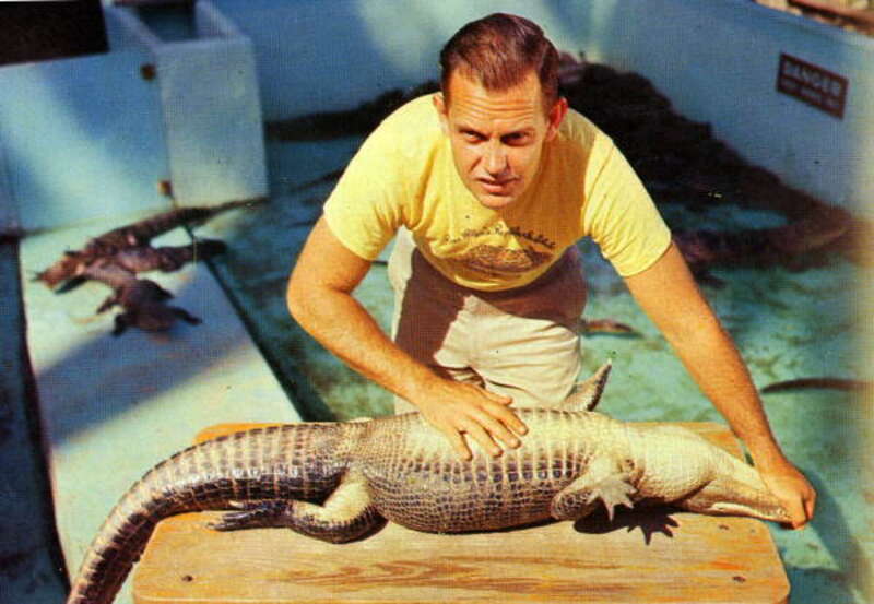 Persistent URL: http://floridamemory.com/items/show/241844
Local call number: PC07259
Title: Alligator being &quot;put to sleep&quot; at the Ross Allen Reptile Institute, Silver Springs, Florida
Date: ca. 1960
Physical descrip: 1 postcard - col. - 9 x 14