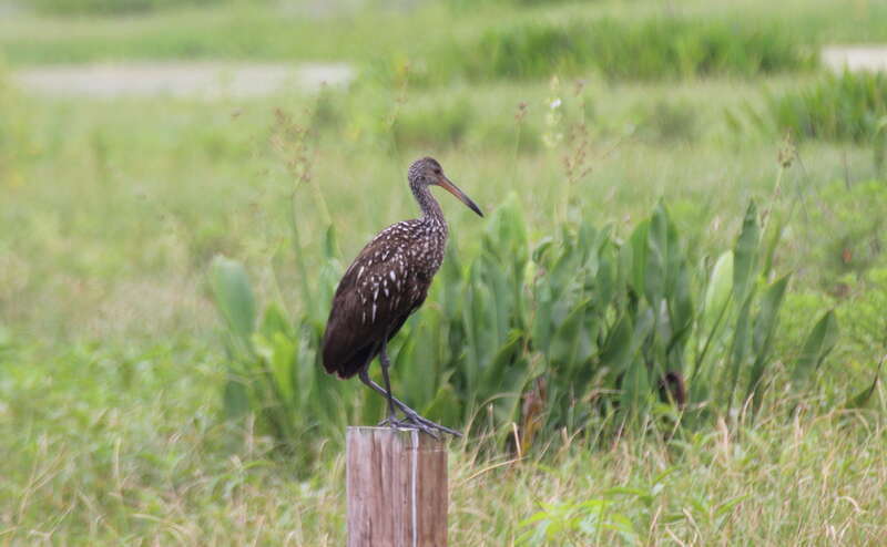 Limpkin